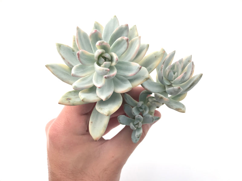 Echeveria 'Simonasa' Variegated Cluster 5" Large Powdery Succulent Plant