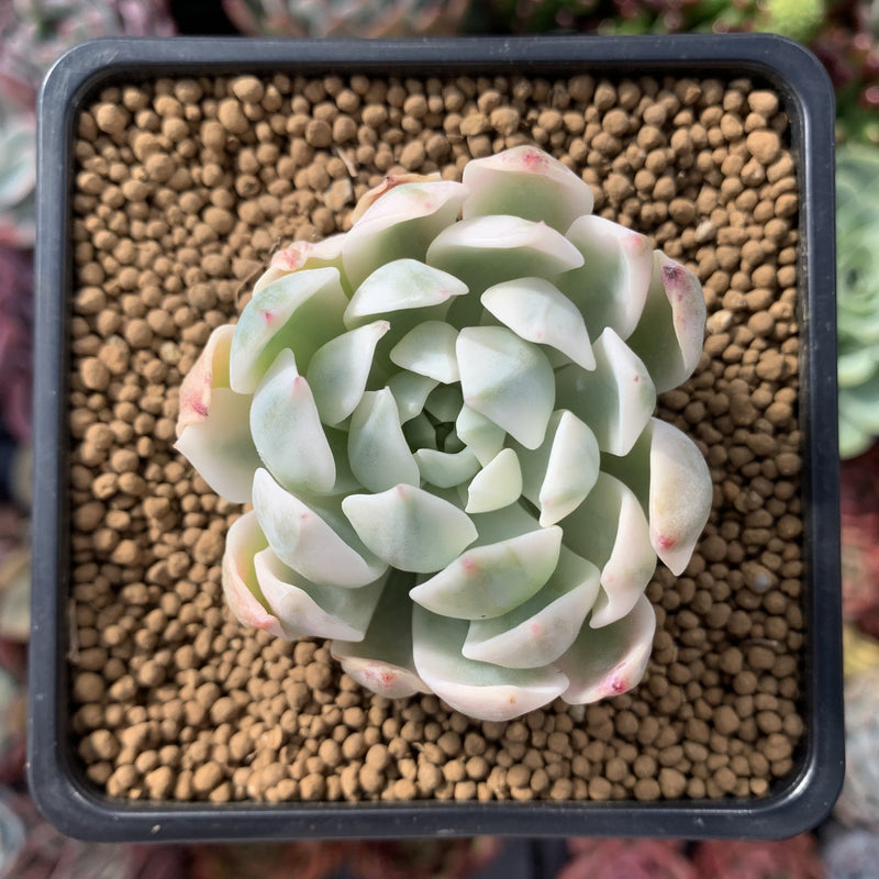 Echeveria 'Angel-In-Us' Variegated 2" Succulent Plant