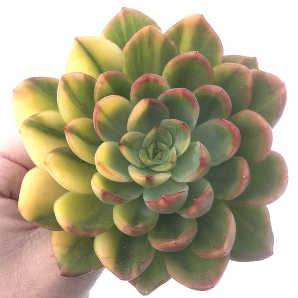 Echeveria 'Bob Jolly' Variegated 5" Extra Large Succulent Plant