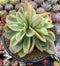 Echeveria 'Golden Glow' Variegated 5"-6" Large Succulent Plant