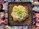 Sedeveria 'Letiza' Variegated 2" Succulent Plant