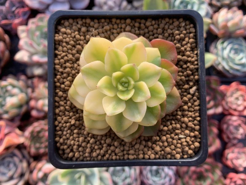 Sedeveria 'Letiza' Variegated 2" Succulent Plant