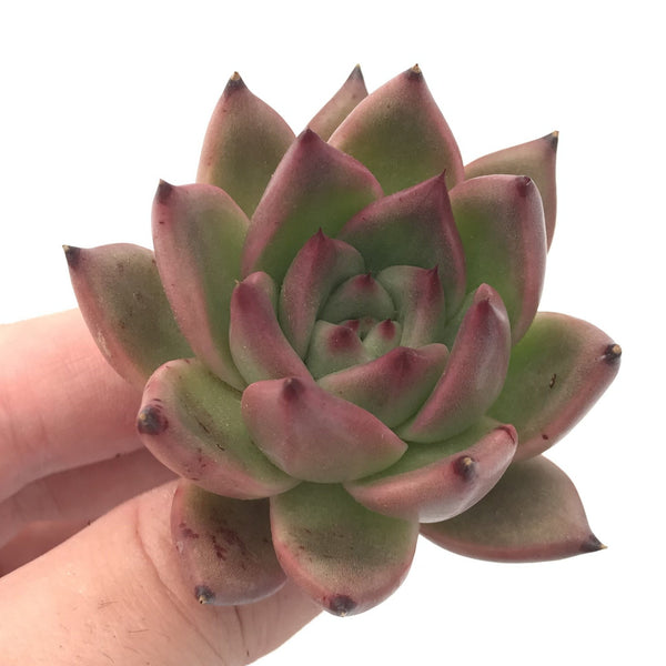 Echeveria Agavoides sp. 2" Succulent Plant