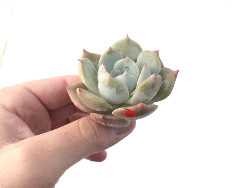 Echeveria 'Lehman' New Hybrid 1"-2" Succulent Plant