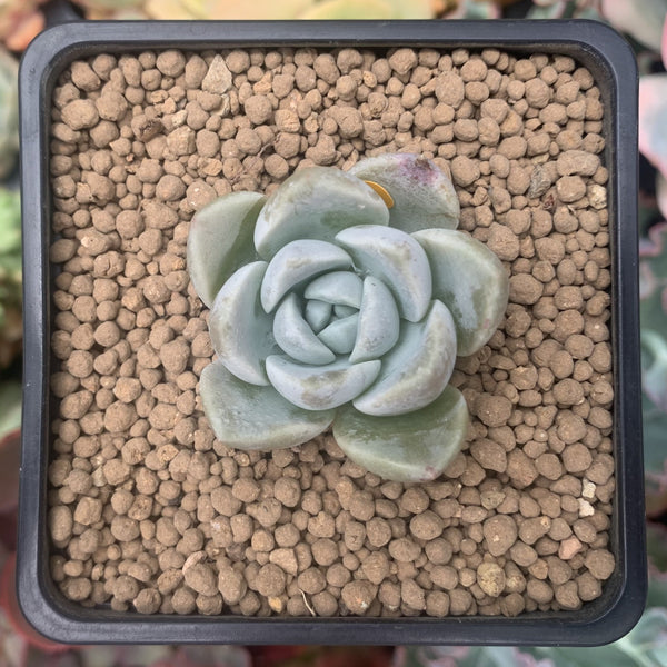 Graptoveria 'Highstone' 2" Powdery Succulent Plant