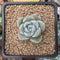 Graptoveria 'Highstone' 2" Powdery Succulent Plant