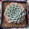 Echeveria 'Choco Top' 2"-3" New Hybrid Succulent Plant