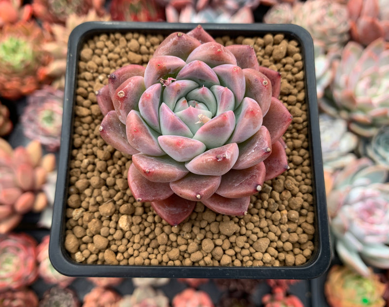 Echeveria 'Colby' 2" Succulent Plant