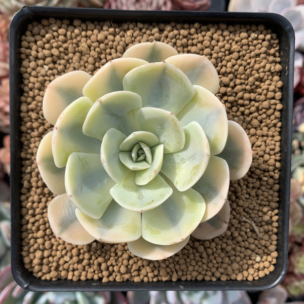 Echeveria Runyonii Variegated (Aka Echeveria 'Akaihosi' Variegated) 3" Succulent Plant