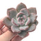 Echeveria 'Hosikage' 2"-3" Powdery Succulent Plant