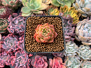 Echeveria Agavoides 'Spicy' Seedling 1" Very Small Succulent Plant