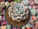 Echeveria 'Orange Monroe' 4” Powdery Succulent Plant