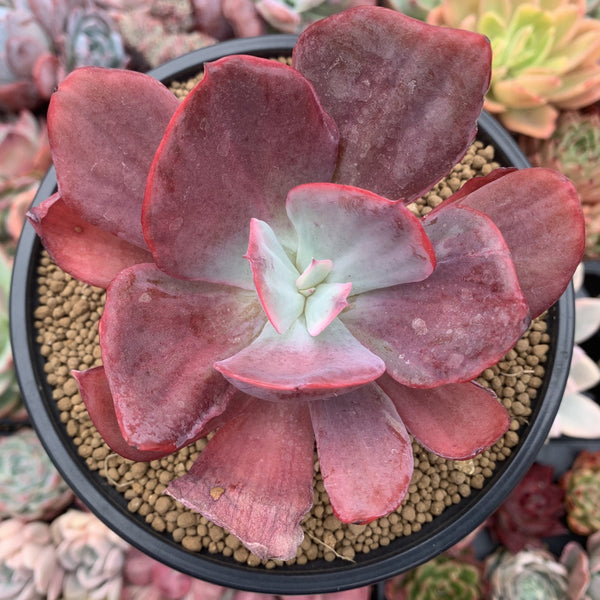 Echeveria 'Dream and Phantasm' Variegated 4” Succulent Plant