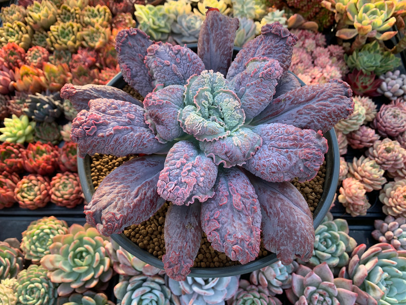 Echeveria 'Linguas' 8" Extremely Large Succulent Plant