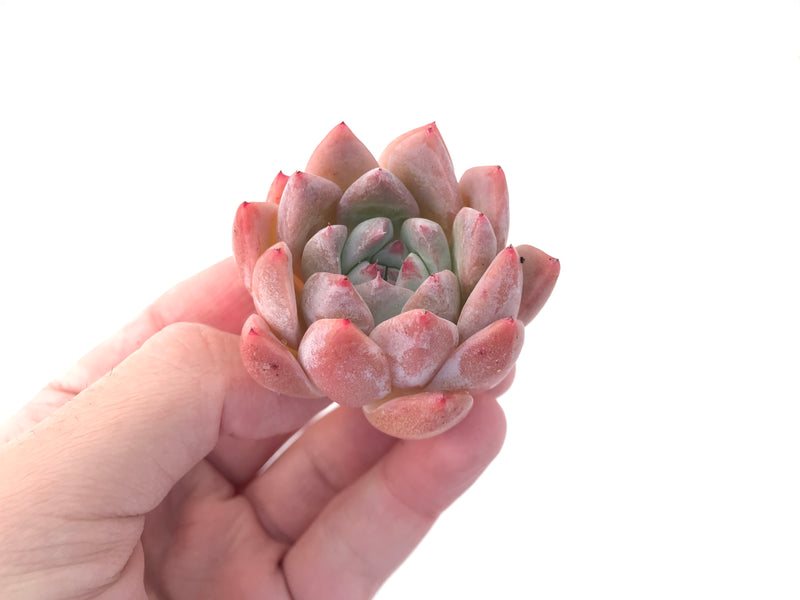 Echeveria 'Iceberg' 1"-2" Succulent Plant