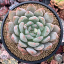 Echeveria 'Montori' 4"-5" Succulent Plant