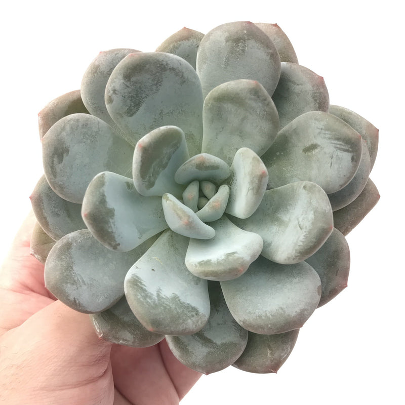 Echeveria 'Pearl Berry' 4" Powdery Succulent Plant