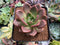 Echeveria 'Baekya' 4" Succulent Plant