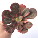 Echeveria 'Primadonna' Variegated 4" Succulent Plant