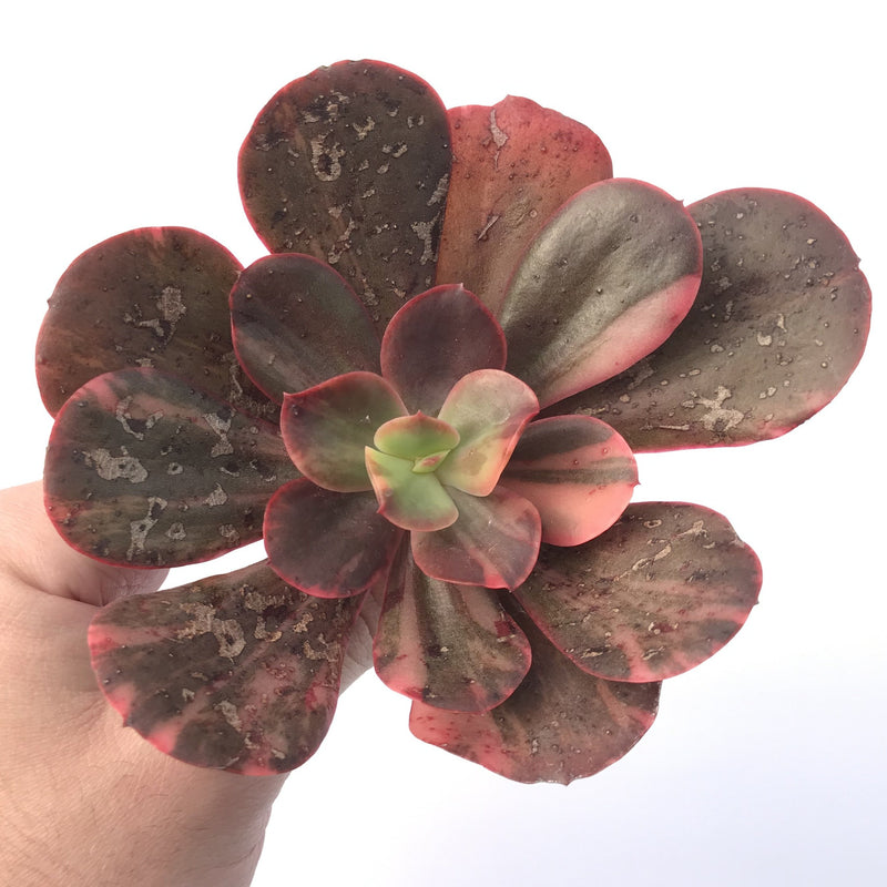 Echeveria 'Primadonna' Variegated 4" Succulent Plant