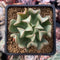 Echeveria 'Black Hawk' 3" Succulent Plant