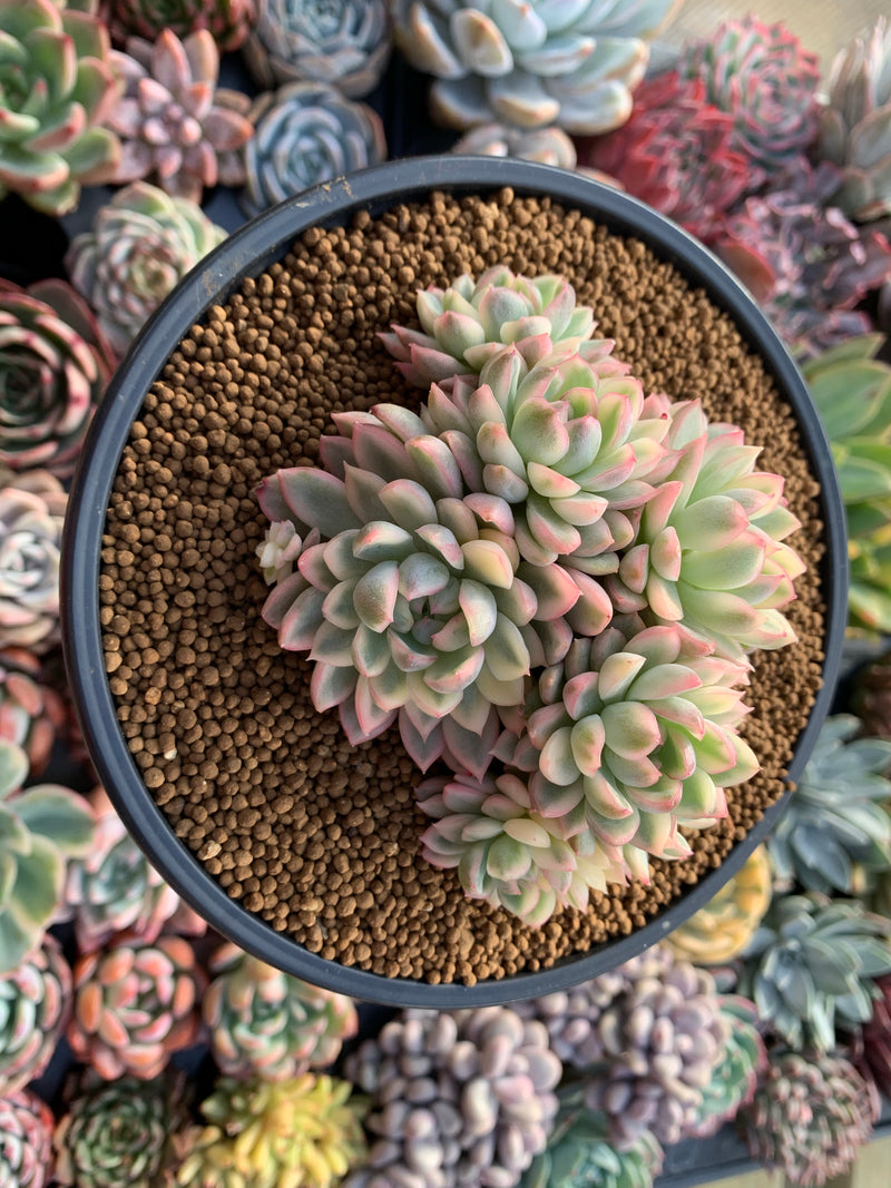 Echeveria 'Mebina' Variegated Cluster 5"-6" Succulent Plant