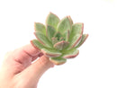 Echeveria Agavoides 'White Champaign' 4" Succulent Plant