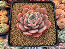 Echeveria 'Horizon' 2"-3" Succulent Plant