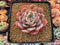 Echeveria 'Horizon' 2"-3" Succulent Plant