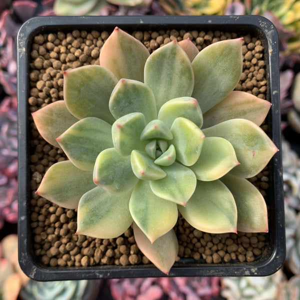 Graptoveria 'Pretty in Pink' Variegated 3" Succulent Plant