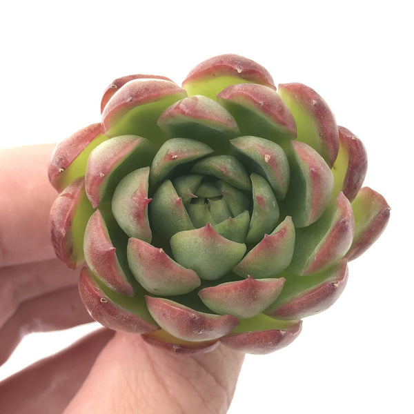 Echeveria sp. 1"-2” Rare Succulent Plant