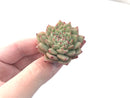 Echeveria Agavoides 'Rajoya' 1"-2" New Hybrid Succulent Plant