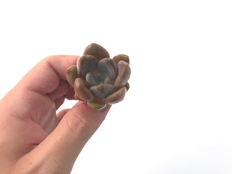 Echeveria 'Jinjuhee" 1" Rare Succulent Plant