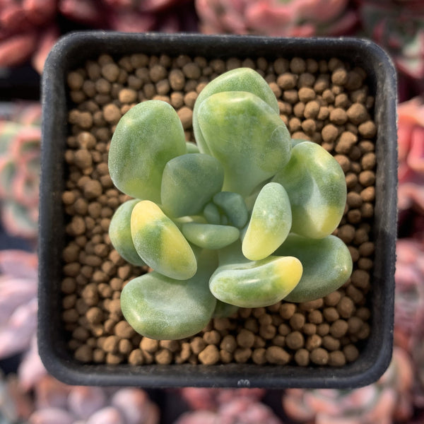 Pachyveria 'Walth' Variegated 1"-2" Very Rare Succulent Plant