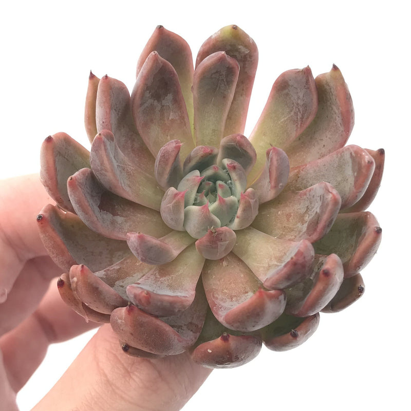 Echeveria Agavoides 'Magic Plot' 3" Rare Succulent Plant