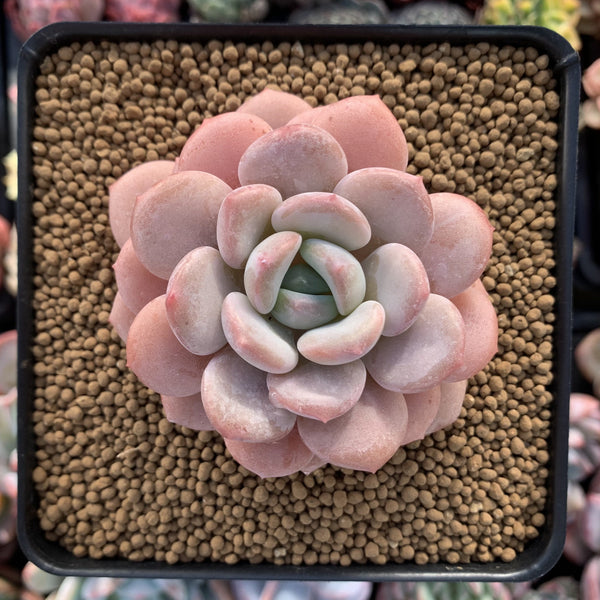 Echeveria 'Ice Cream' Powdery 2"-3" Succulent Plant