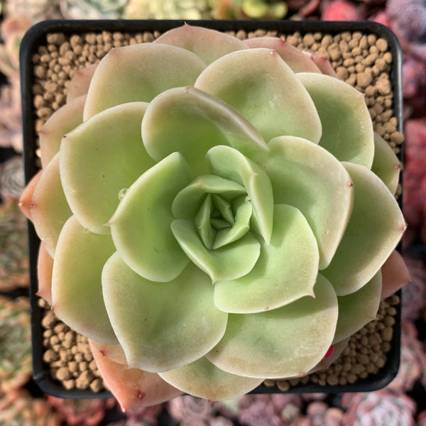 Echeveria 'Arenas' 3"-4" Succulent Plant