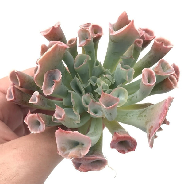 Echeveria 'Trumpet Pinky' 4" Large Rare Succulent Plant