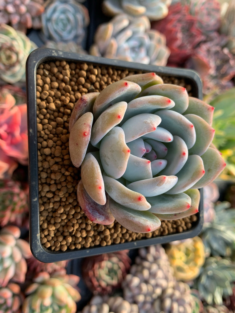 Echeveria 'Orange Monroe' 3" Succulent Plant