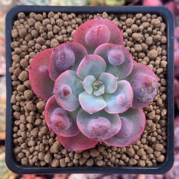 Echeveria 'Raindrop' 2"-3" Succulent Plant