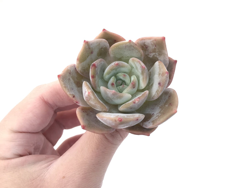 Echeveria 'Lehman' New Hybrid 2" Powdery Succulent Plant