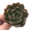 Echeveria Agavoides 'Chimera' 3" Succulent Plant