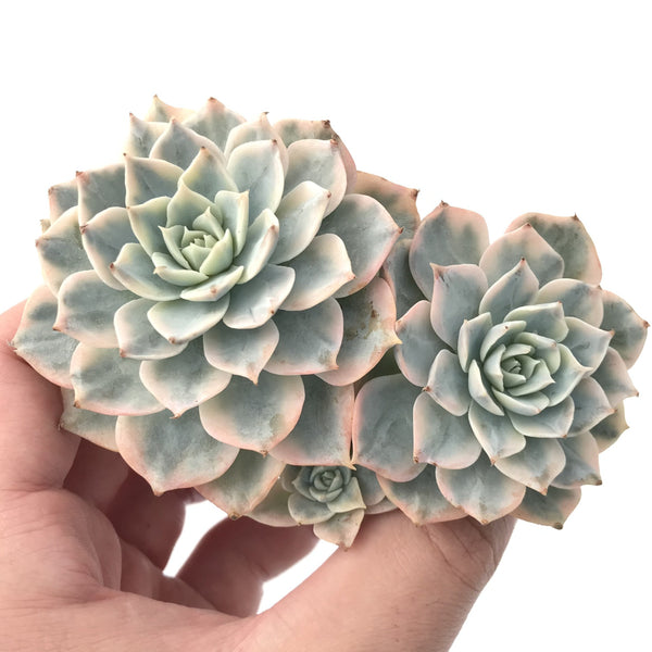 Echeveria 'Subsessilis' Variegated 4" Succulent Plant