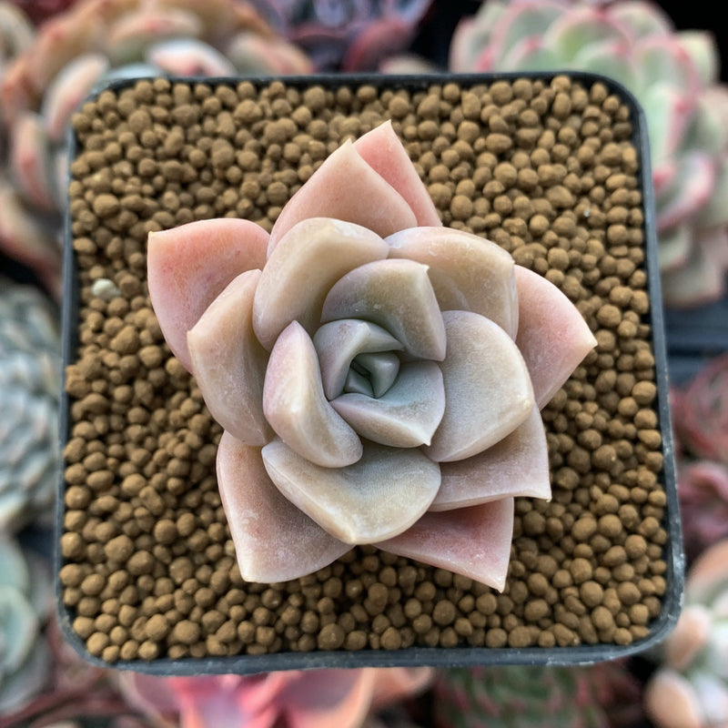 Graptoveria 'Harry Watson' '1" Succulent Plant