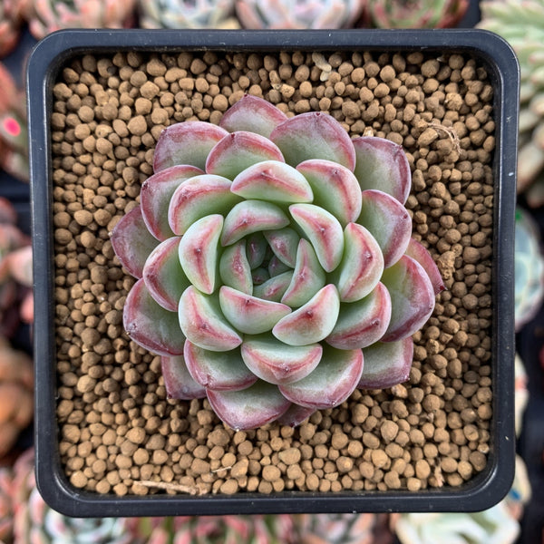 Echeveria sp 2" Powdery Succulent Plant