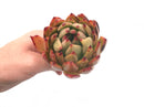 Echeveria Agavoides ‘Helia’ 4" Rare Succulent Plant