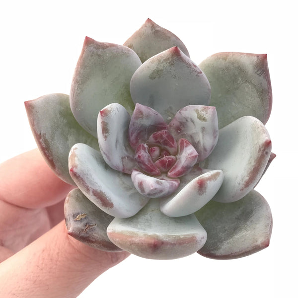 Echeveria Trumso 2”-3” Rare Succulent Plant