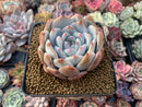 Echeveria 'Orange Monroe' 3" Powdery Succulent Plant