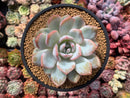 Echeveria 'Elegans Potosina' 4" Succulent Plant