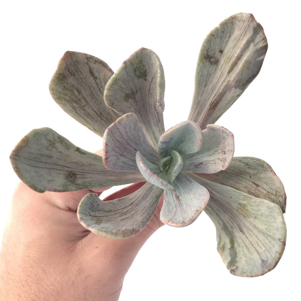 Pachyveria 'Jocelyns Joy' Variegated 4" Succulent Plant